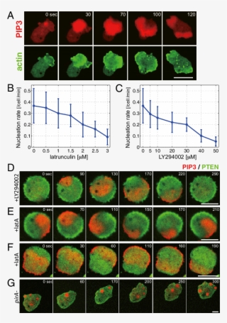 Inhibition Of Actin Polymerization Or Pi3kinase Activity - Nucleation