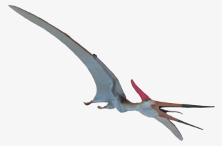 Pteranodon Longiceps Male - Quetzalcoatlus