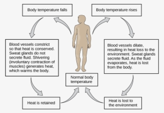 The Body Is Able To Regulate Temperature In Response - Body Temperature Feedback Loop