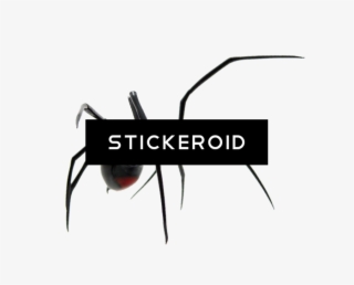 Spider - Black Widow