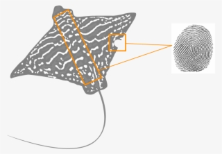 Individual Identification Is Necessary For A Good Understanding