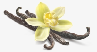 Arginine - Vanilla Png Hd