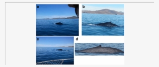 A Image Acquired By Mobile Device Sony Xperia J - Ocean