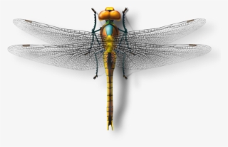 Insect Download Model Transprent - Dragonfly