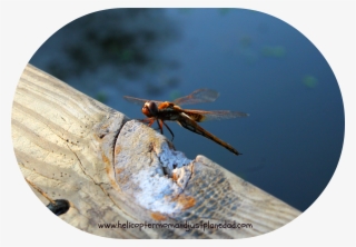 Back To Foto Flyday-dragonfly - Net-winged Insects