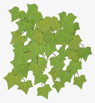 Ivy - Maple Leaf