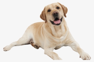 Dog Png, Download Png Image With Transparent Background, - Advance No Bark Collar By Pqs-no Harm Shock Dog Control-7