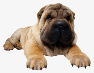 Dog Png, Download Png Image With Transparent Background, - Chow Chow Com Pug