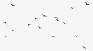 Birds Png Transparent Image - Bird