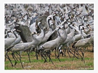 Consequently The Cranes Moved Their Night Stay Station - Common Crane