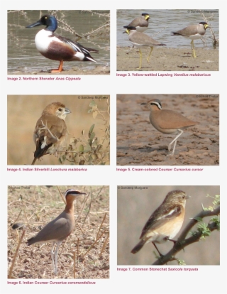 Checklist Of Birds Recorded In Naliya Grassland, Kachchh - Seabird