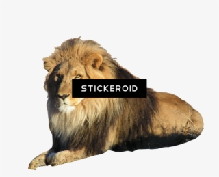 Lion - Do Lions Have Manes