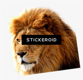 Lion S Gallery - Lion Png