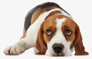 Use Weekly Or, For Better Results, Apply Every 3-4 - My Dog Thinking? By Gwen Bailey