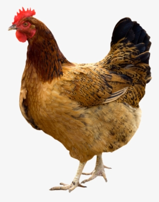 Hen Png Pic - My First Board Book Set (9 Books)