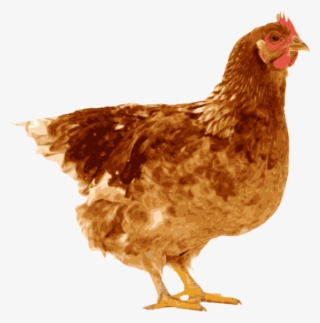 Indian Clipart Hen - Egg To Chicken (life Cycles)