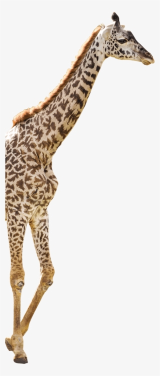 Giraffe - - Giraffe
