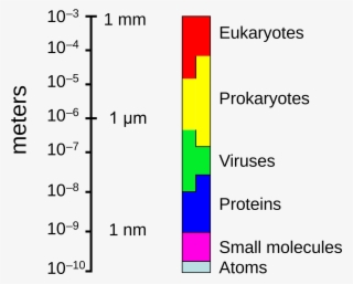 Open - Size Of Leaf Cell