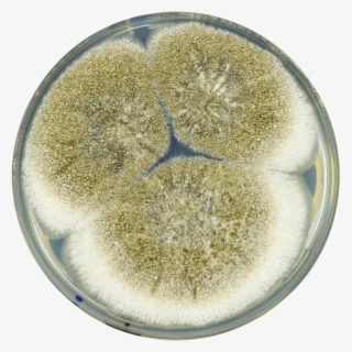 Aspergillus Mottae Cya - Circle