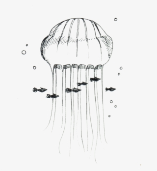 Jellyfish