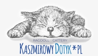 Nellie Snellen Kitten