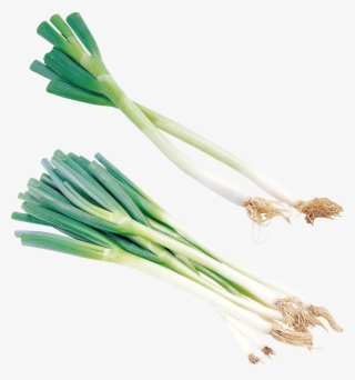 Leek Png - Welsh Onion