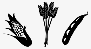 Corn And Soybean Clipart