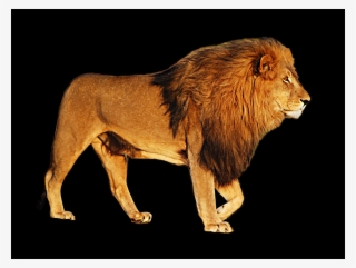 Biggest Png Collection On The Net - Full Color Lion Sticker, Lion Decal, Lion Wall Art