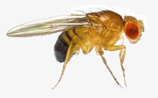 Fruit Fly Png - Que Es Drosophila Melanogaster