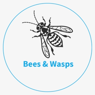 Wasps, Wasp & Bee Nests Control And Treatments, Kings - Norfolk