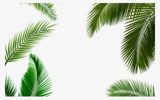 Palm Tree Leaf, Palm Tree Transparent Leaf, Palm Tree - Life By Design (ll)