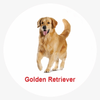 Royal Canin Malaysia - Malaysia Puppy Golden Retriever
