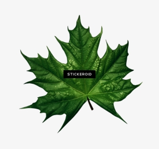 Green Leaf Leaves - Autumn Leaves Green