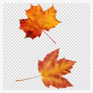 Leaf Clipart Autumn Leaves Maple Leaf - Clip Art