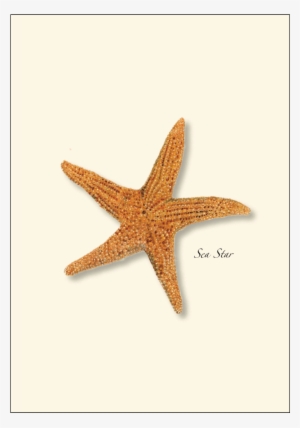 Shopping Cart -  -  - Steven M. Lewers Sea Star Boxed Note Cards-- Set Of