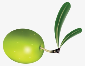 Olive Png