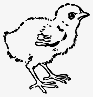 Animals, Baby, Silhouette, Cartoon, Page, Birds, Bird - Hen Baby Drawing