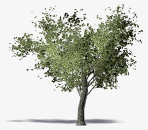 Olive Tree Png