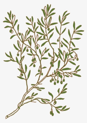 Olive Svg Clip Arts 420 X 594 Px