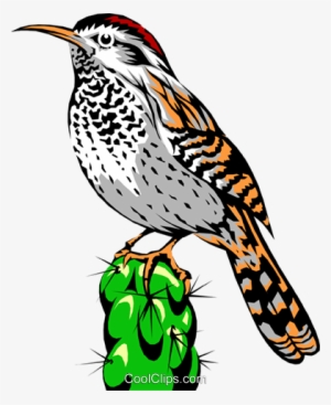 Cactus Wren Royalty Free Vector Clip Art Illustration - Sea Slug Food Chain