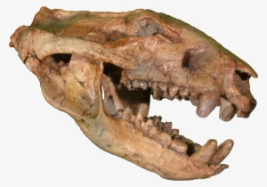 Dinosaur Skull Png - Didelphodon Vorax