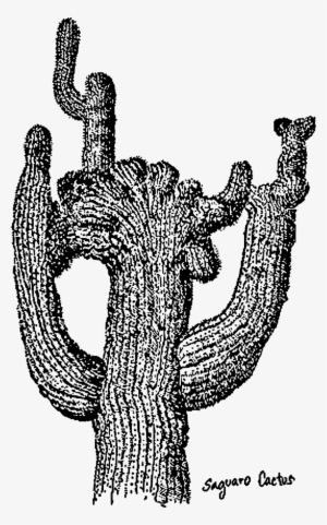 Cactus,dig,saguaro,free Vector Graphics,free Illustrations - Cactus