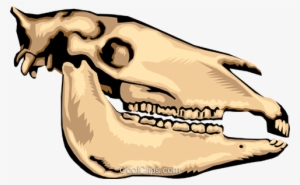 Animal Skull Royalty Free Vector Clip Art Illustration - Mesozoic Fossils
