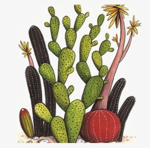 Collection Of Free Cactus Vector Flower Drawing Download - Cacti Illustrations