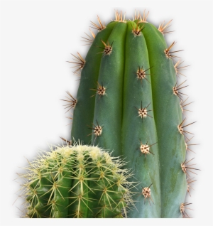 Cactus Png Image, Free Picture Cactus Download - Cactus Png