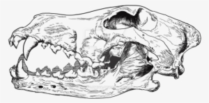 Wolf Skull Print By Lady Lumiya-daohw66 - Animal Skull Drawing