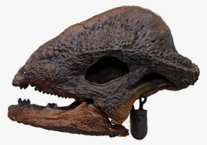 Wtf - Stegoceras Skull