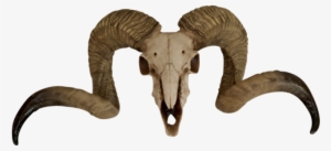 Ram Skull Wall Mount - Ram Skull Png