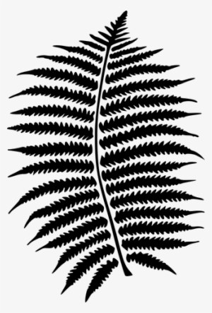 Jungle Vector Ferns - Fern Png
