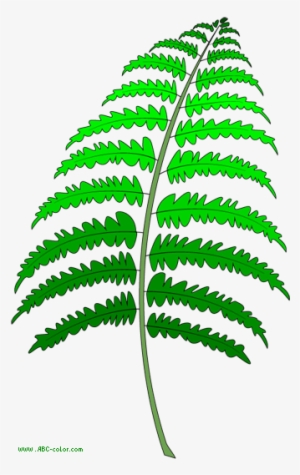 Download Bitmap Picture Fern - Папоротник Рисунок